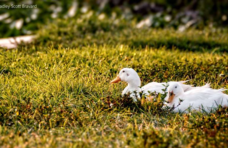 Two ducks resting in grass