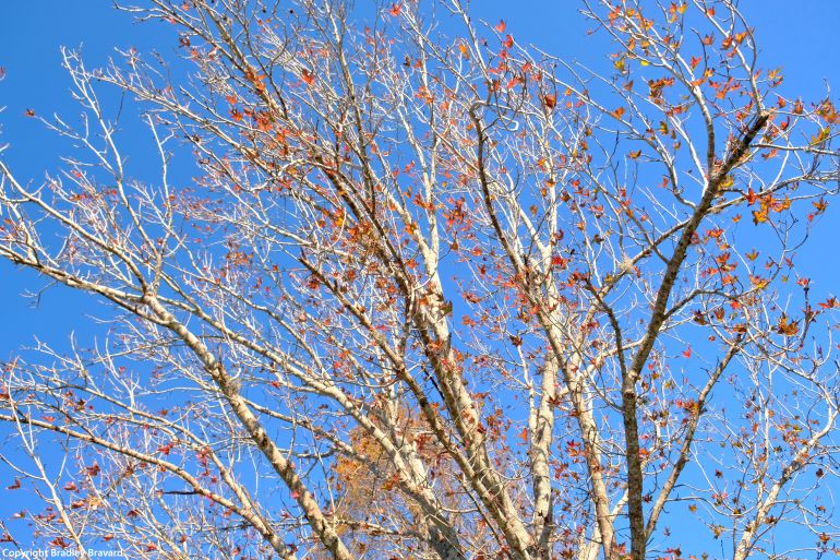 Photo of maple tree branches with few red leaves and blue sky in background